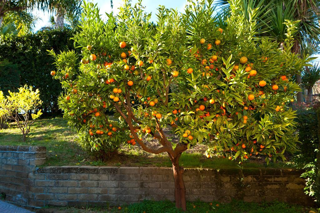 Aquilamaior Tragliata ภายนอก รูปภาพ